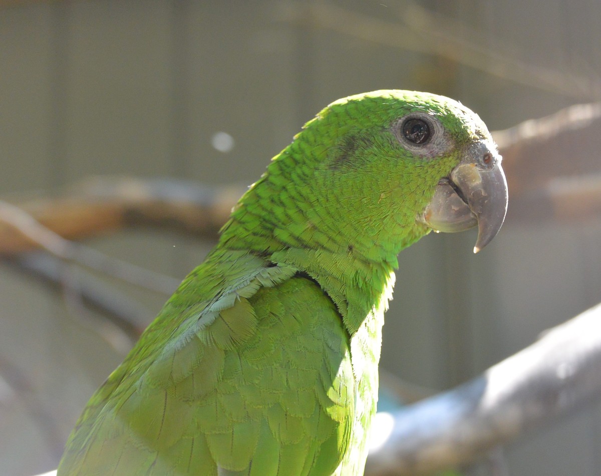 Amazoňan červenokrídly - Amazona agilis